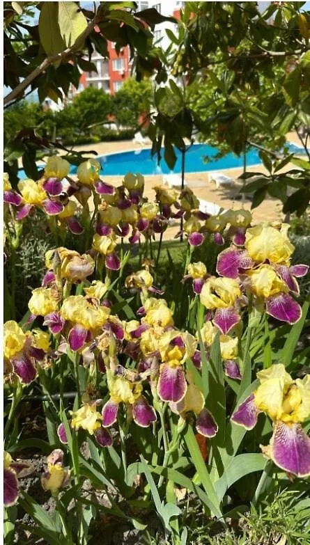 Sea Paradise 2-Room Seafront Apartment In Sveti Vlas Burgaz Bulgaristan